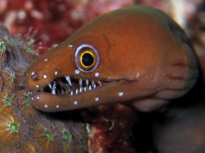 Smiling Chestnut Moray