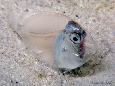 Post Larval Surgeonfish