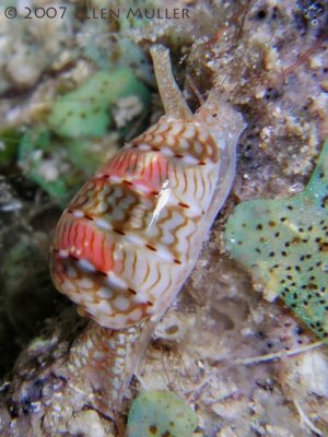 Marginella sp