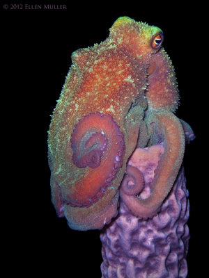 Octopus on Sponge