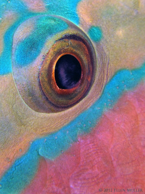 Pastel Parrotfish Eye