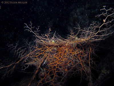 Spawning Basket Star