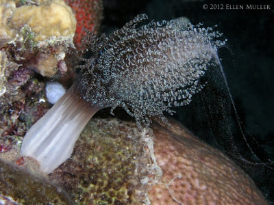 Corkscrew Anemone Spawning