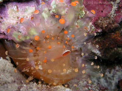 Orange Ball Corallimorph Spawning Eggs