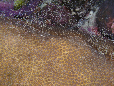 Blushing Star Coral Spawning