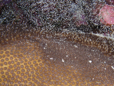 Blushing Star Coral Spawning