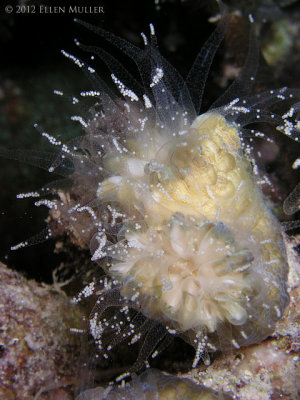 Flower Coral