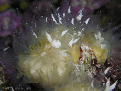 Flower Coral