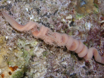 Ribbon Worm Spawning