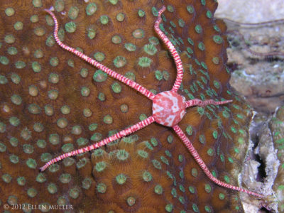 Brittle Star Hugging the Coral