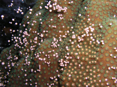 Boulder Star Coral Spawning