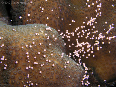 Star Coral Spawning