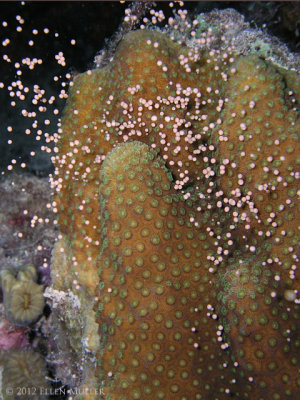 Boulder Star Coral Spawning