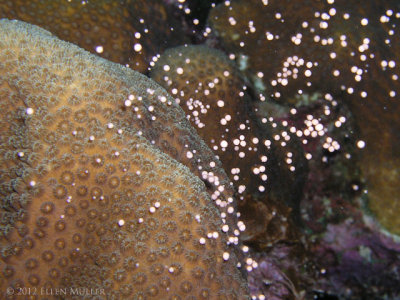 Star Coral Spawning