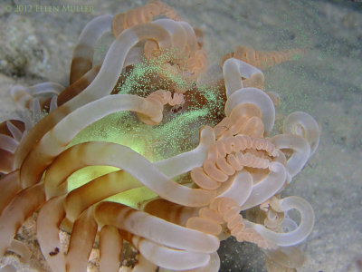 spawning tube dwelling anemone