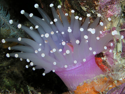 spawning white ball corallimorph.