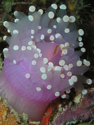 spawning corallimorph
