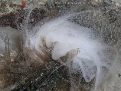 spawning corkscrew anemone