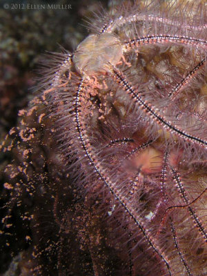 spawning brittle star