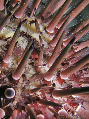 Reef Urchin Spawning Eggs