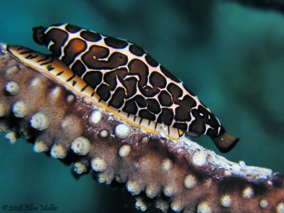 Mottled Cyphoma