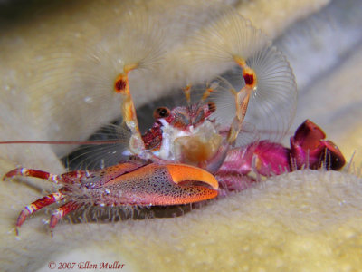 Porcelain Crab