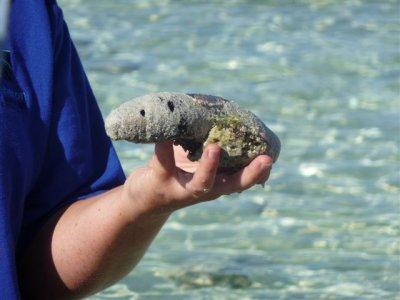 Reef Walk - Sea cucumber.JPG