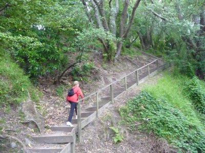 Tauranga - 101  steps.jpg