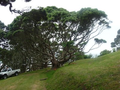 Tauranga - 117 tree (1).jpg