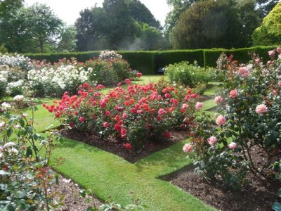 Christchurch - Botanic Gardens Roses.jpg