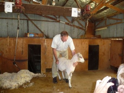 Christchurch - Sheep  Shear After.jpg