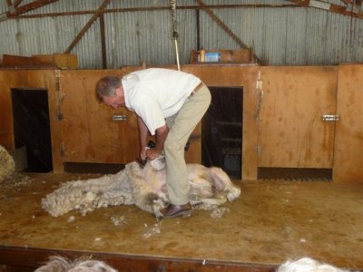 Christchurch - Sheep Sheering  Before.jpg