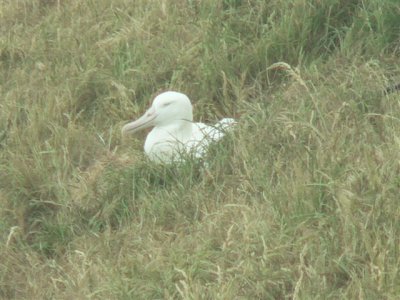 Dunedin -  bird 6.jpg