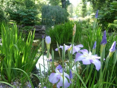 Melbourne - fitzroy gardens pond iris 1.jpg