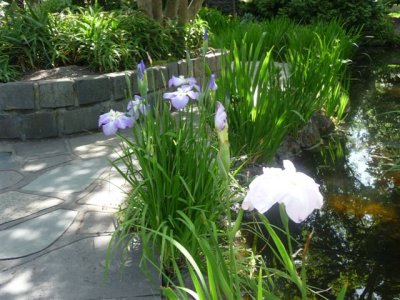 Melbourne - fitzroy gardens pond iris 2.jpg