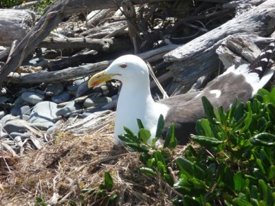 Wellington - Kapiti - Bird Gull.jpg