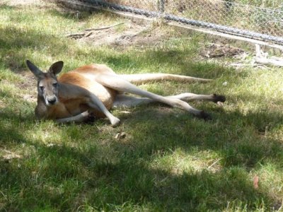 Adelaide - Mount Lofty and Cleland Wildlife104.jpg