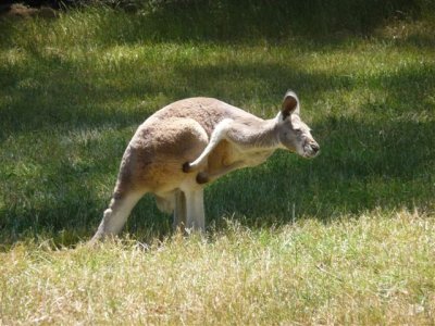 Adelaide - Mount Lofty and Cleland Wildlife107.jpg