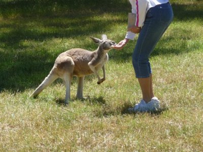 Adelaide - Mount Lofty and Cleland Wildlife108.jpg