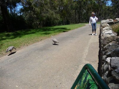 Adelaide - Mount Lofty and Cleland Wildlife129.jpg