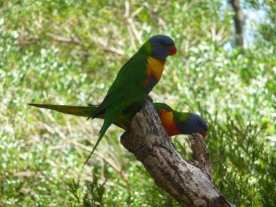 Adelaide - Mount Lofty and Cleland Wildlife137.jpg