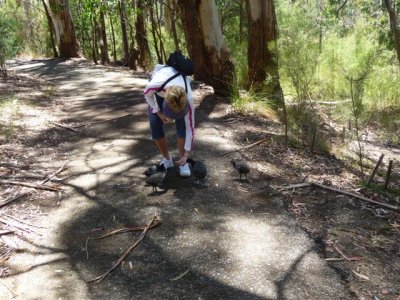 Adelaide - Mount Lofty and Cleland Wildlife170.jpg