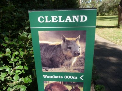 Adelaide - Mount Lofty and Cleland Wildlife24.jpg