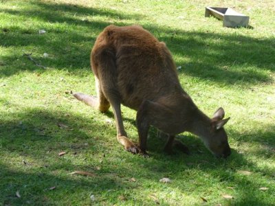 Adelaide - Mount Lofty and Cleland Wildlife34.jpg