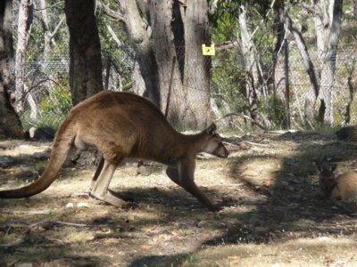 Adelaide - Mount Lofty and Cleland Wildlife41.jpg