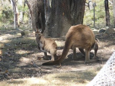 Adelaide - Mount Lofty and Cleland Wildlife42.jpg