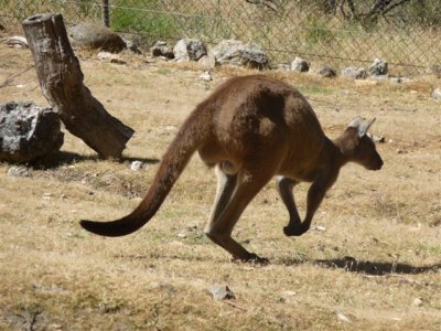Adelaide - Mount Lofty and Cleland Wildlife44.jpg