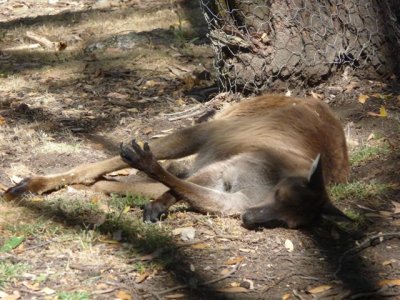 Adelaide - Mount Lofty and Cleland Wildlife46.jpg