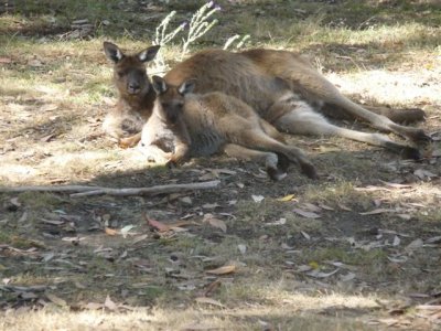 Adelaide - Mount Lofty and Cleland Wildlife48.jpg