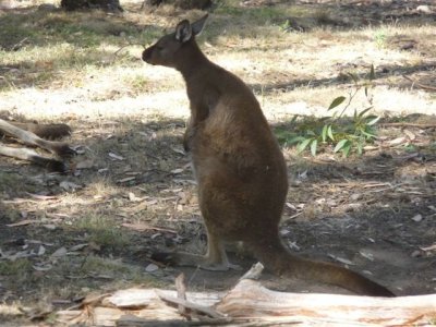 Adelaide - Mount Lofty and Cleland Wildlife49.jpg